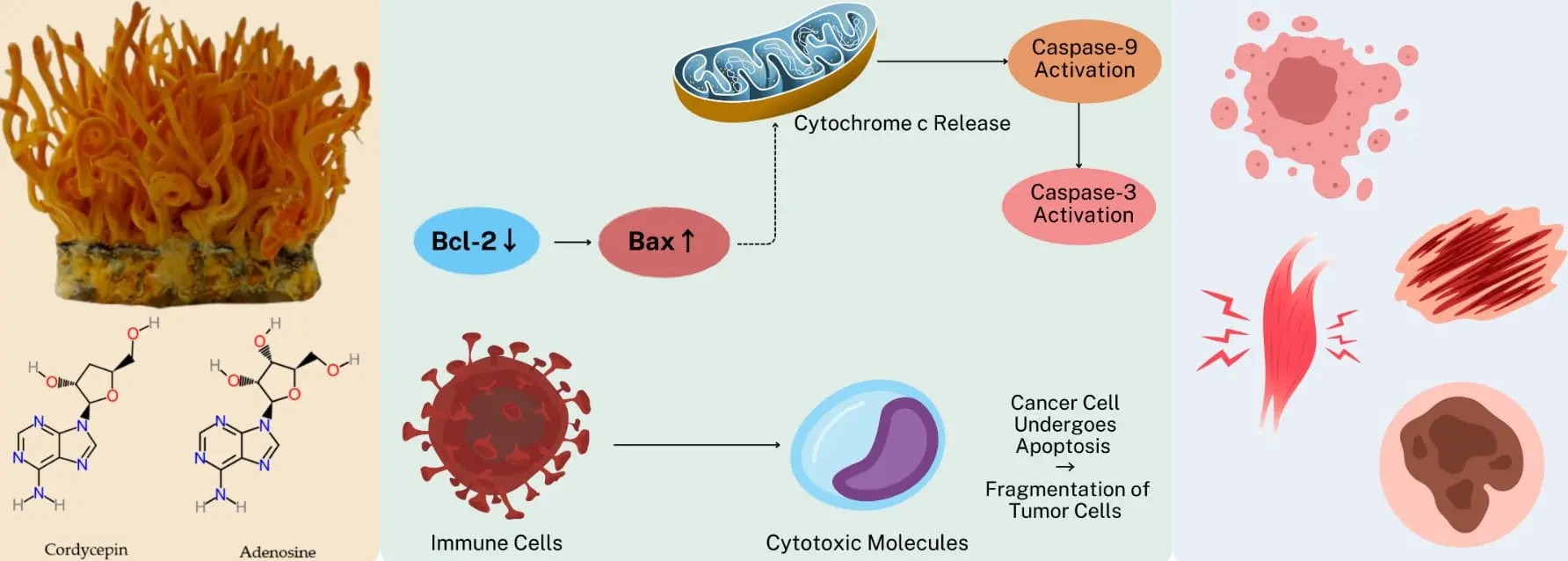 Antioxidant and Anti-Aging Effects of Cordyceps Antioxidant and Anti-Aging Effects of Cordyceps