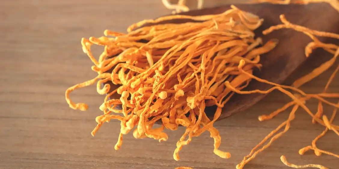 cordyceps mushroom powder cordyceps mushroom powder