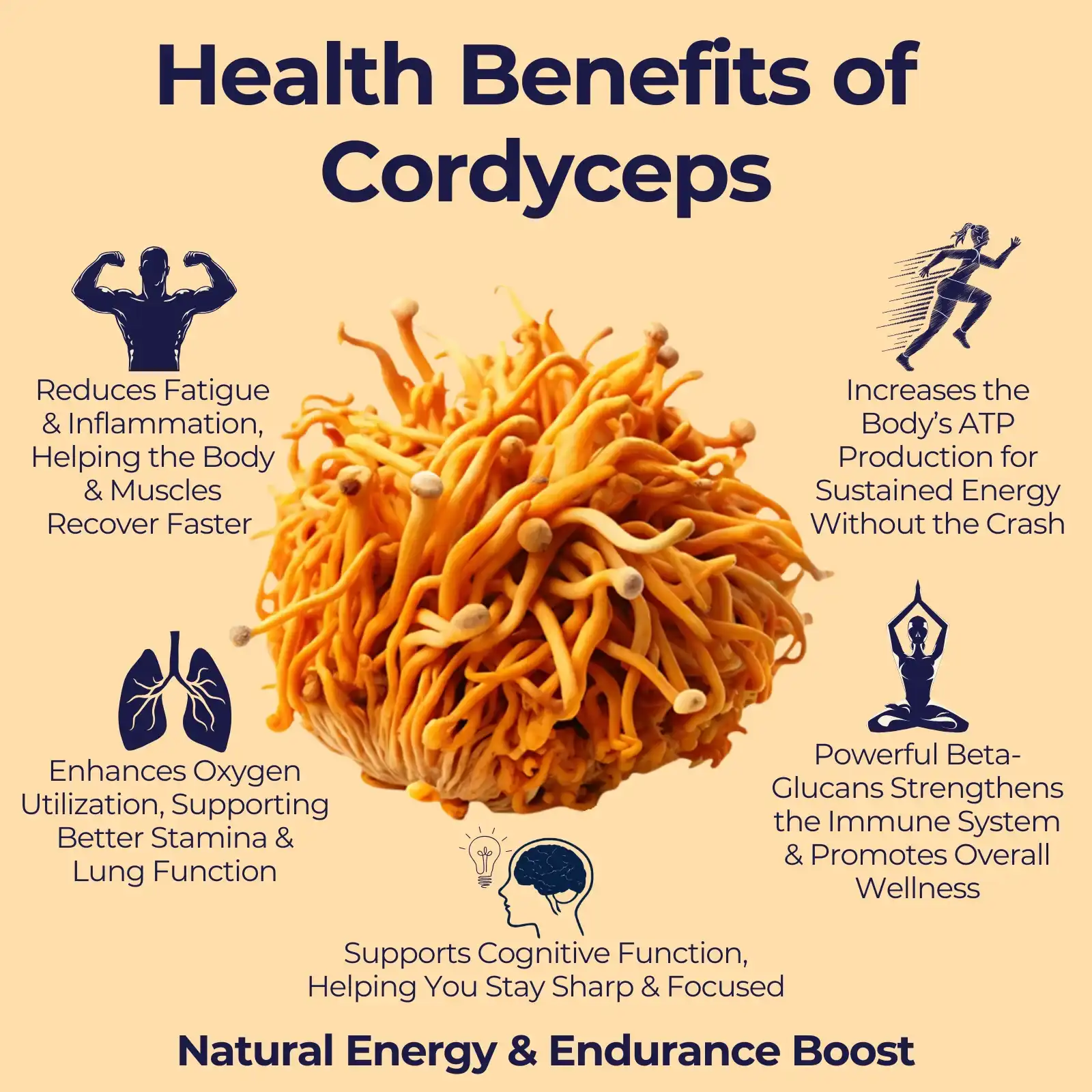 Cordyceps-KeyBenefits Cordyceps-KeyBenefits