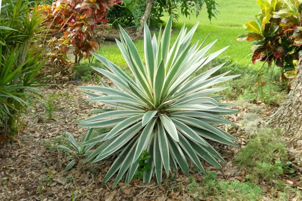 yucca yucca