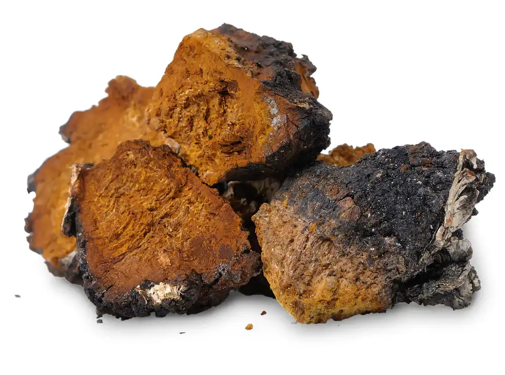 Chaga Mushroom Wellgreen Chaga Mushroom Wellgreen