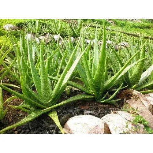 green-aloe-vera-plant green-aloe-vera-plant