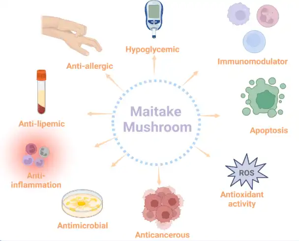 Maitake Mushroom Extract Maitake Mushroom Extract