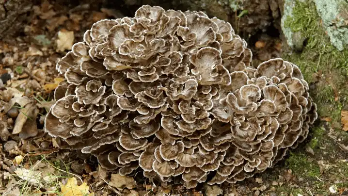Maitake Mushroom Maitake Mushroom