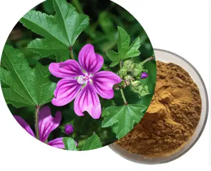 mallow extract mallow extract