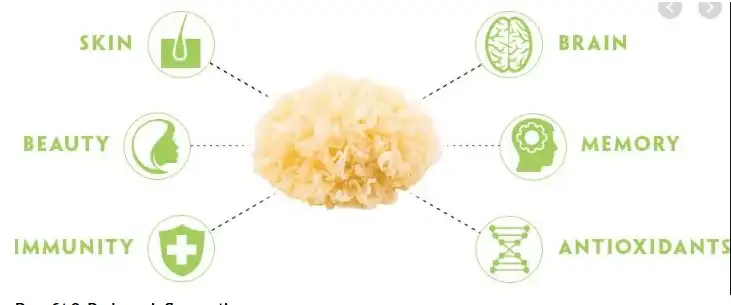 tremella fuciformis extract benefits tremella fuciformis extract benefits