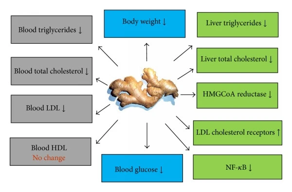 organic ginger powder benefits organic ginger powder benefits