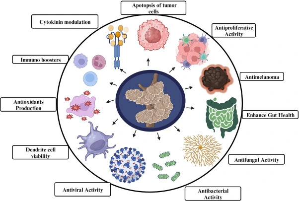 Medicinal potential of Turkey tail mushroom Medicinal potential of Turkey tail mushroom