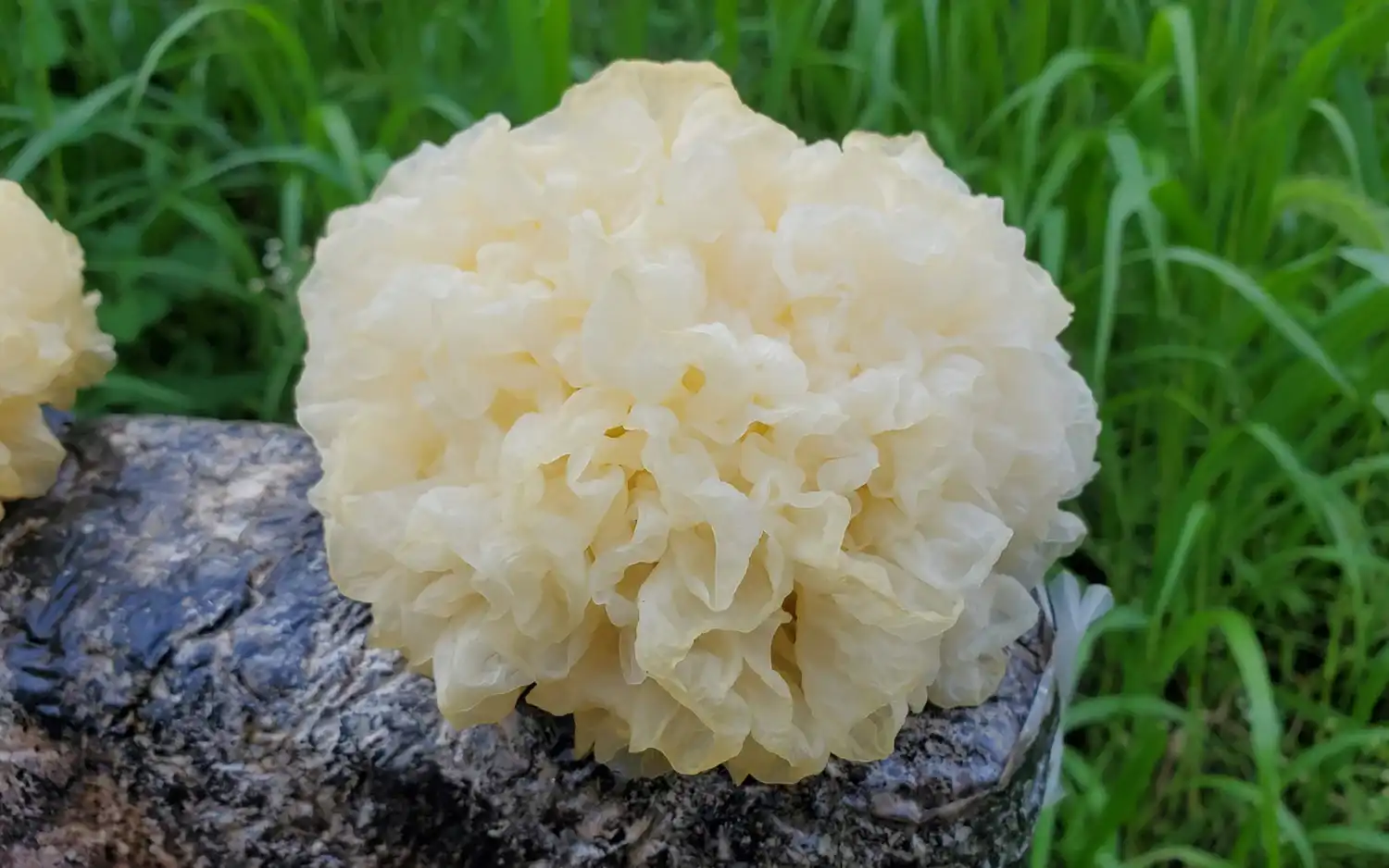 tremella-fuciformis-extract-powder tremella-fuciformis-extract-powder