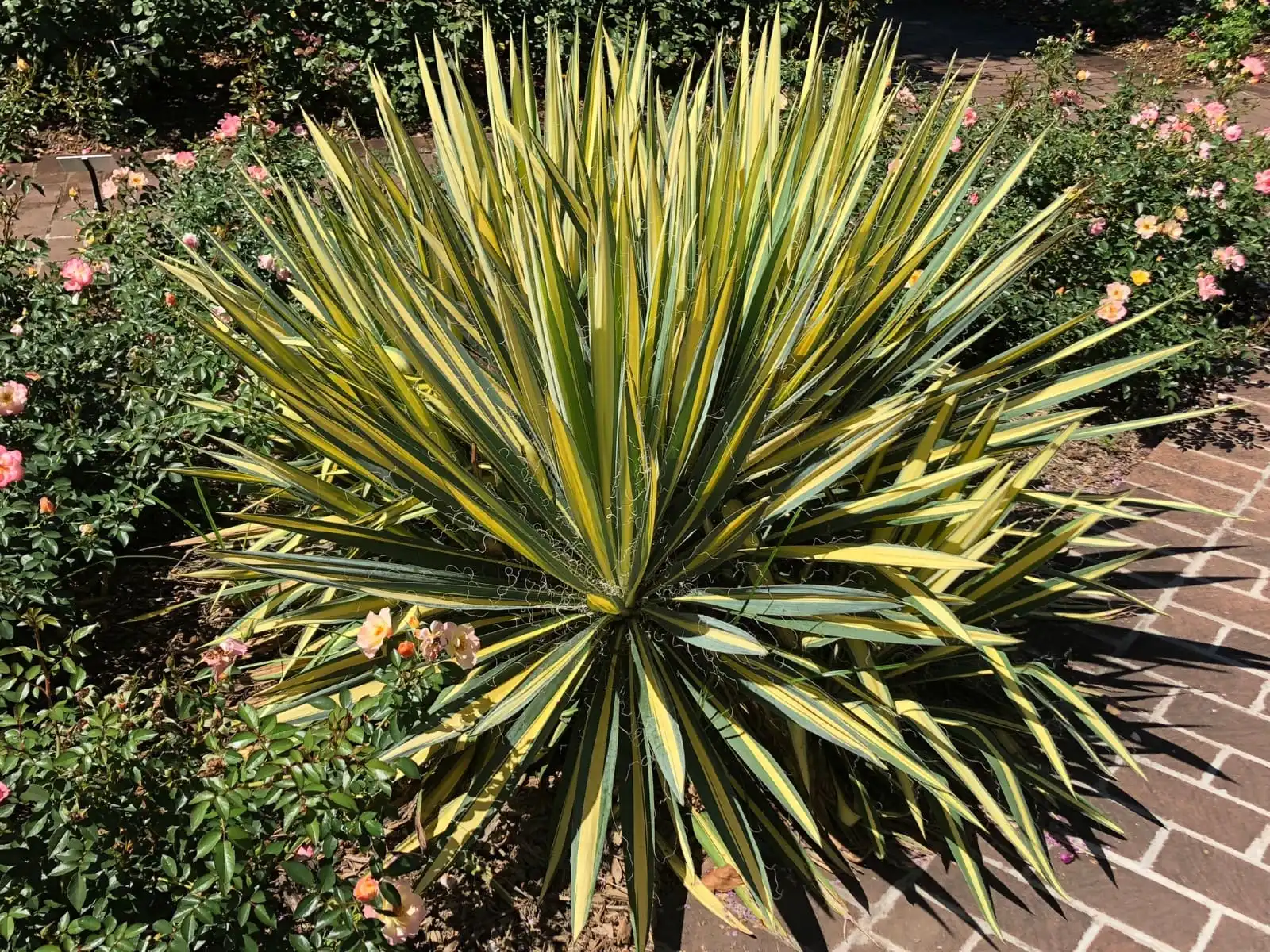 yucca yucca