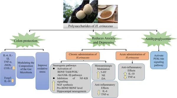 lion's mane mushroom extract powder in Gastrointestinal Health and Ulcer Prevention lion's mane mushroom extract powder in Gastrointestinal Health and Ulcer Prevention