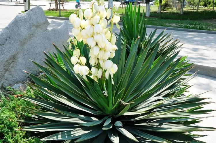 yucca yucca