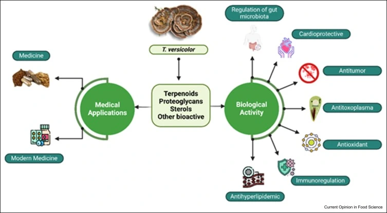 What Role Does Turkey Tail Play in Gut Microbiota Balance What Role Does Turkey Tail Play in Gut Microbiota Balance