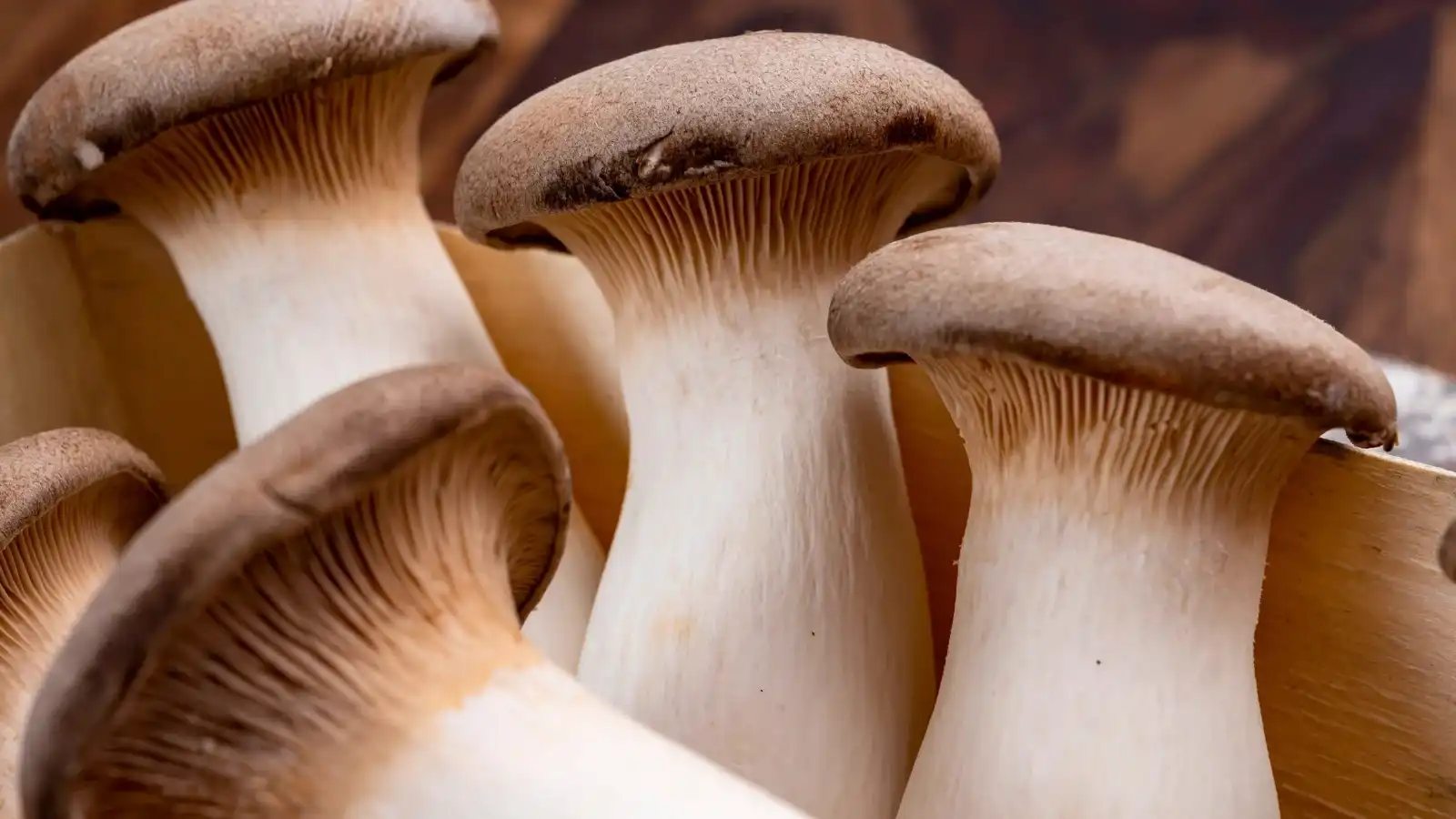 Organic king trumpet mushroom powder Organic king trumpet mushroom powder