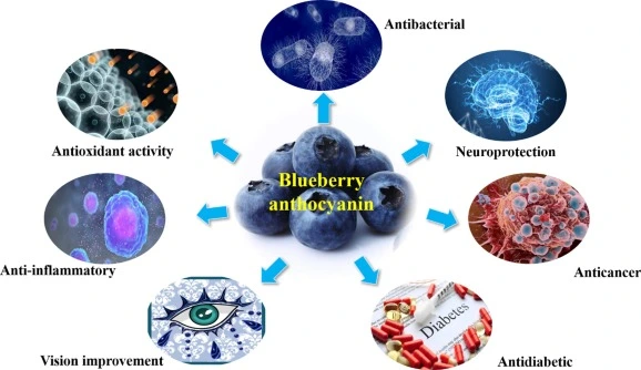 blueberry extract Supporting Eye Health with Anthocyanins blueberry extract Supporting Eye Health with Anthocyanins