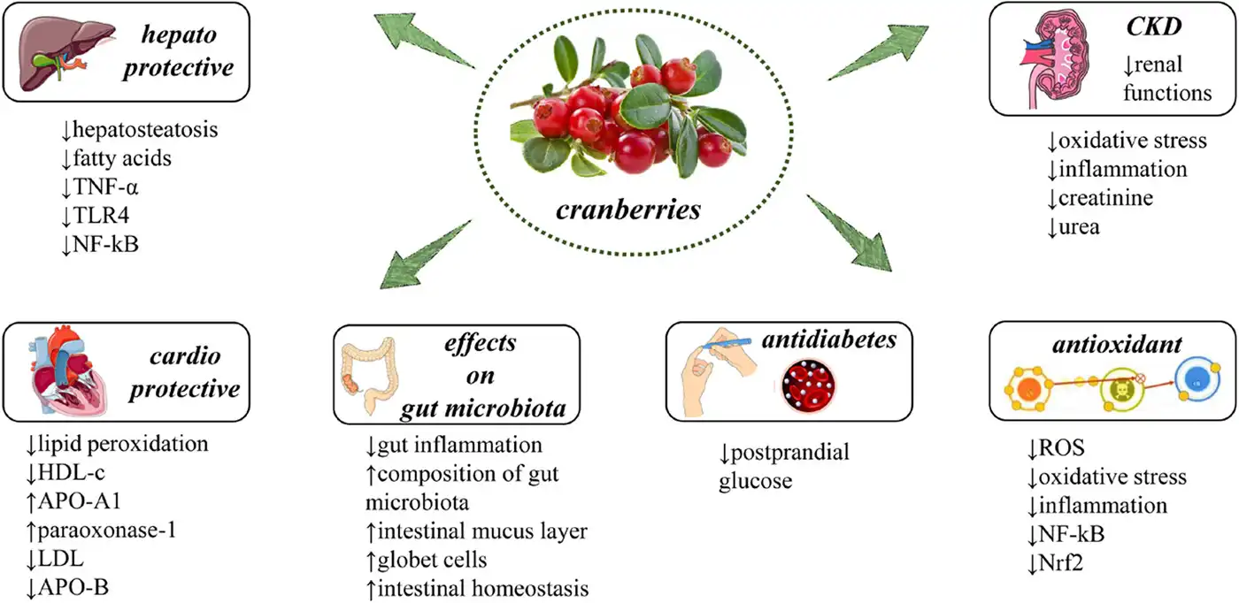 Anti-Inflammatory Compounds are Found in Cranberry Extract Anti-Inflammatory Compounds are Found in Cranberry Extract