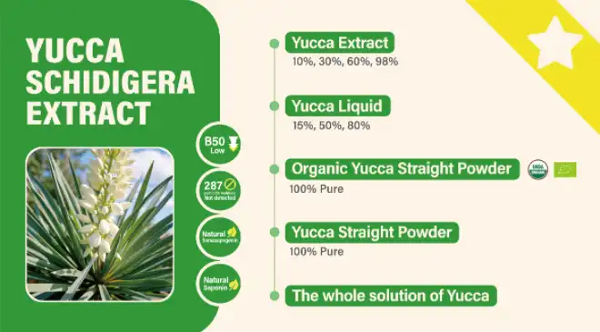 yucca yucca