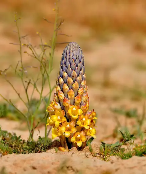 Cistanches Herba Cistanches Herba