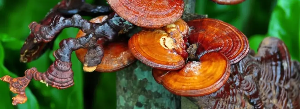 Reishi-Mushroom Reishi-Mushroom