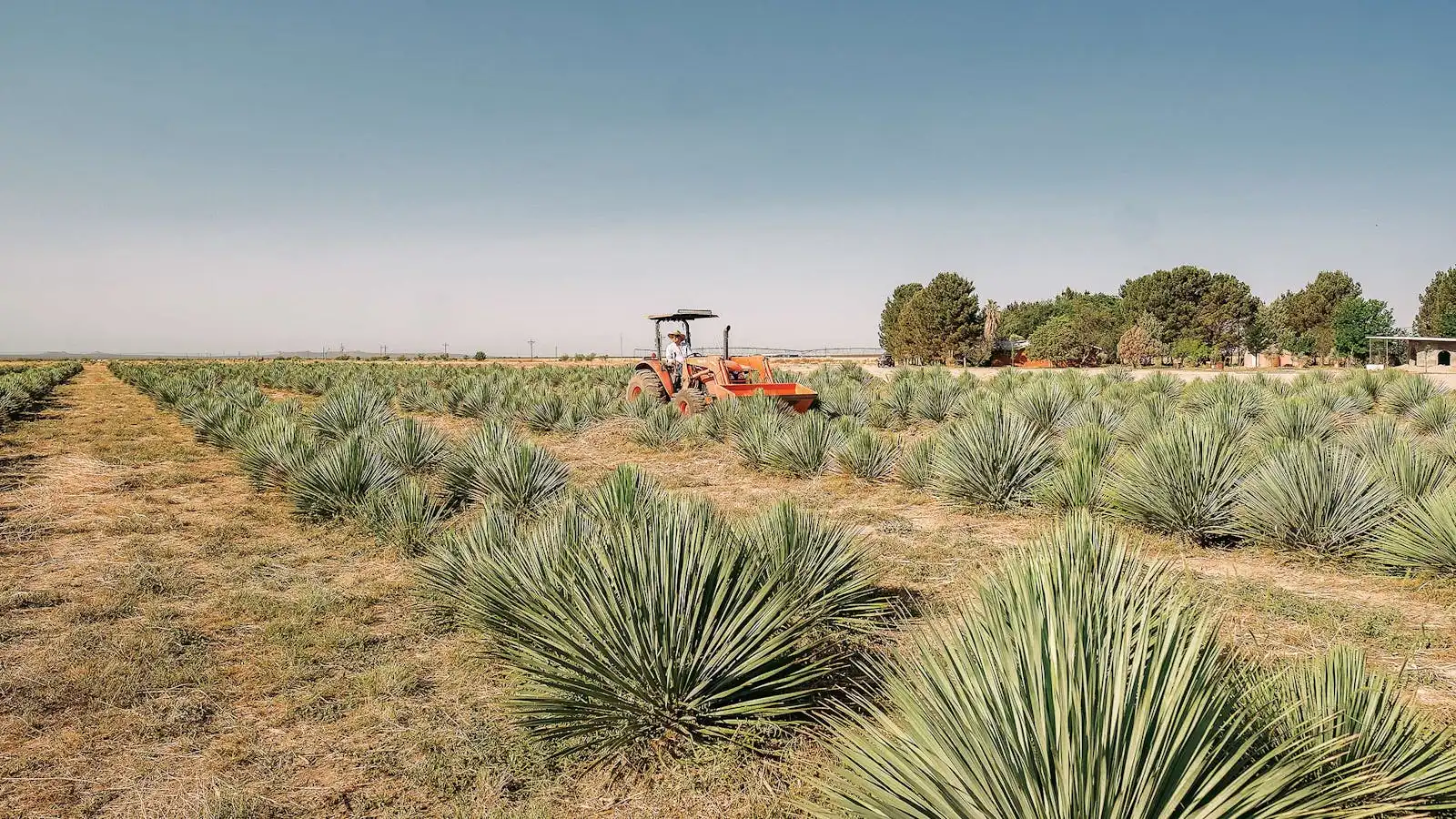 yucca-farm yucca-farm