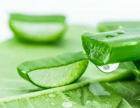 Aloe vera gel freeze dried powder Aloe vera gel freeze dried powder