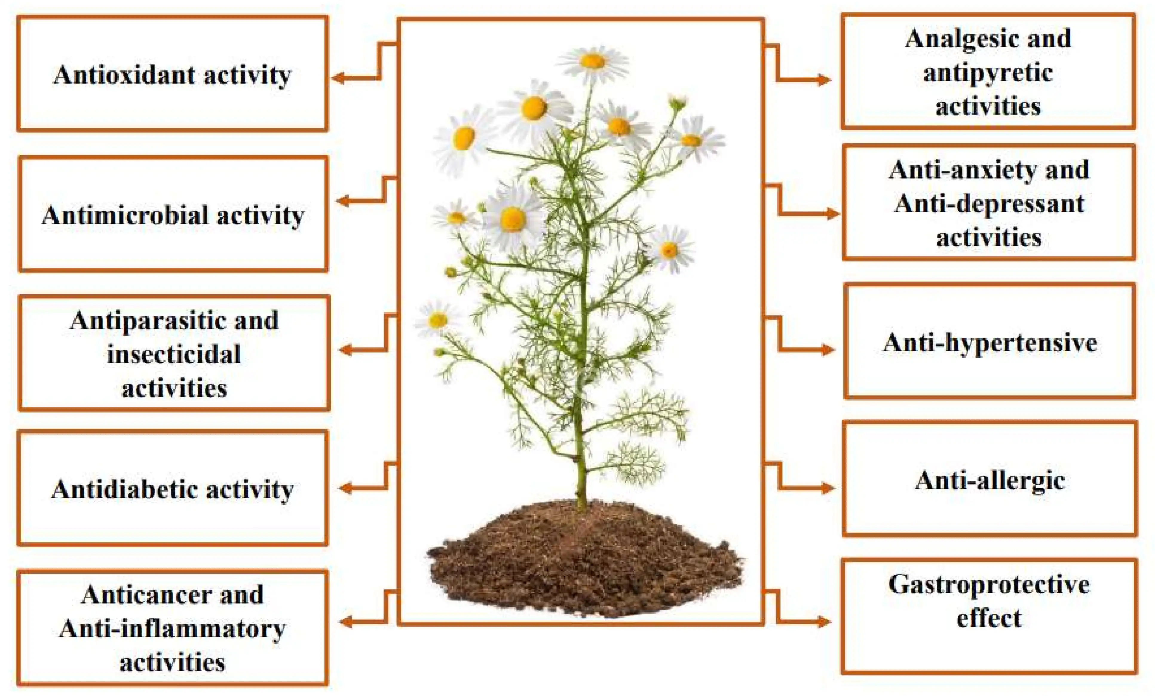 chamomile extract powder benefits chamomile extract powder benefits
