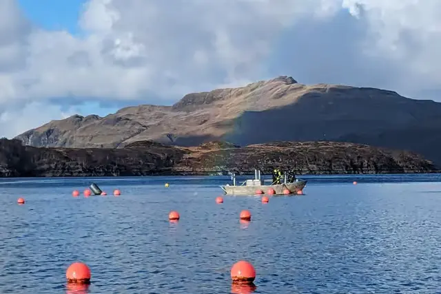 Kelp extract benefits Kelp extract benefits