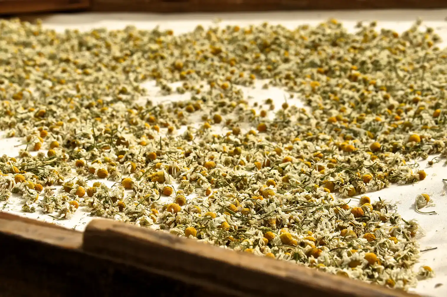 Organic Chamomile Organic Chamomile