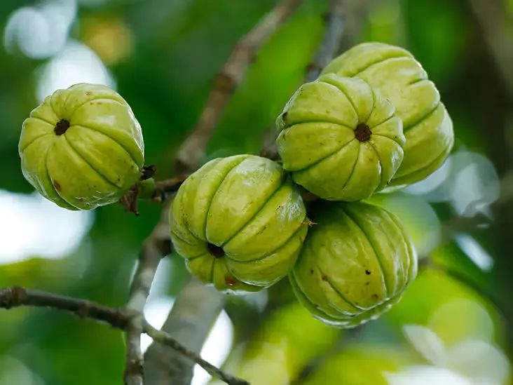 Garcinia cambogia extract Garcinia cambogia extract