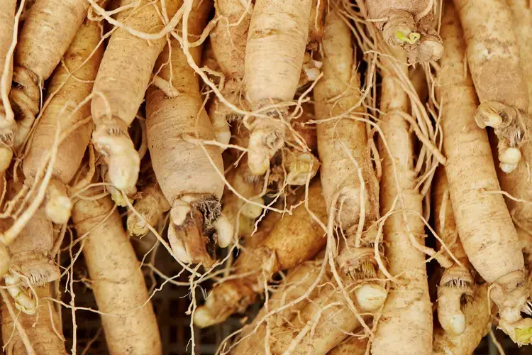 ginseng extract powder ginseng extract powder