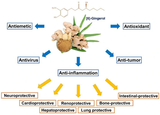 Organic ginger powder Organic ginger powder