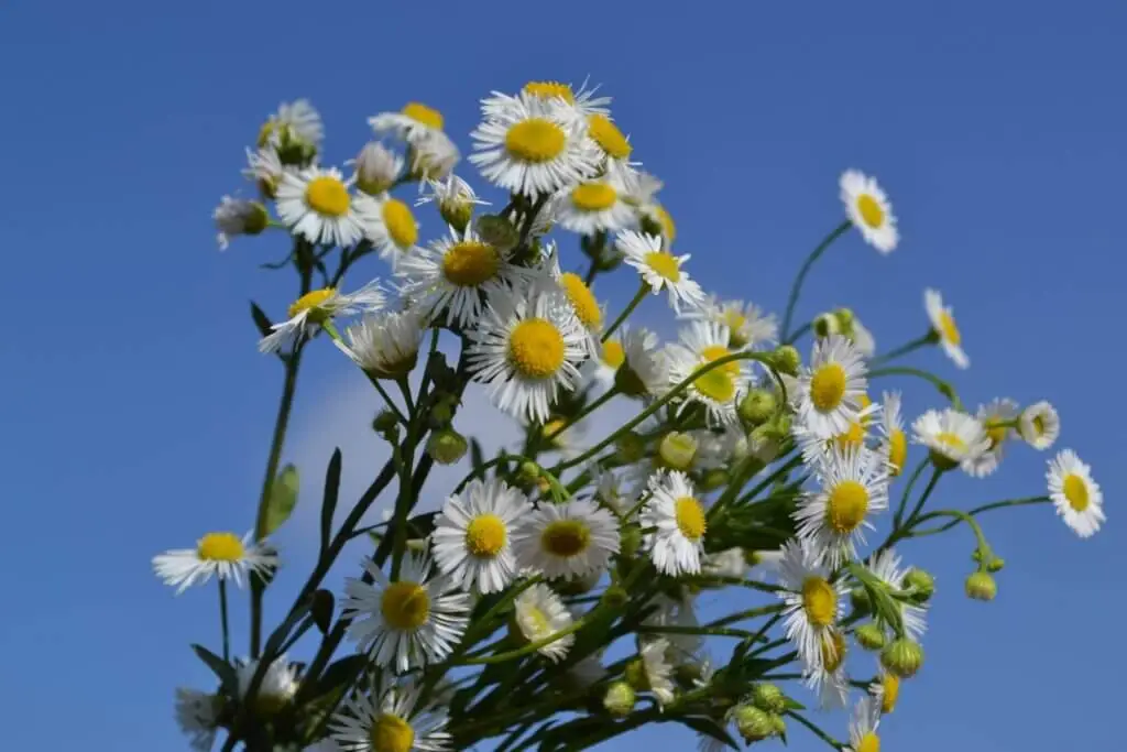 chamomile-extract-powder chamomile-extract-powder