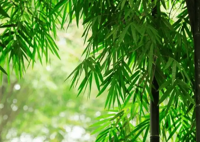 Bamboo leaf extract Bamboo leaf extract