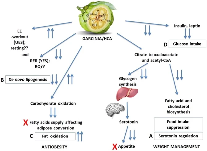 A comprehensive scientific overview of Garcinia cambogia A comprehensive scientific overview of Garcinia cambogia