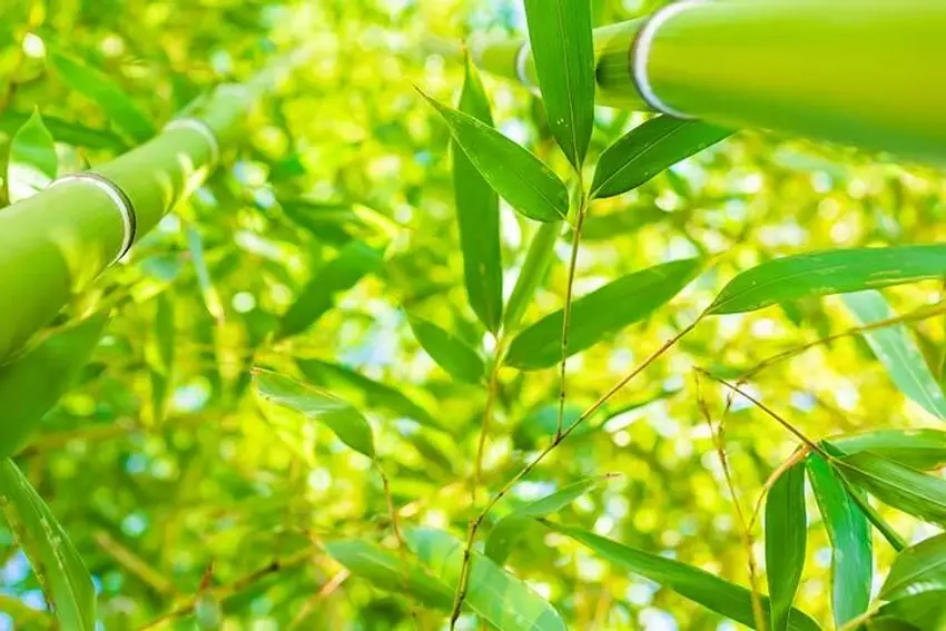 bamboo leaf extract bamboo leaf extract