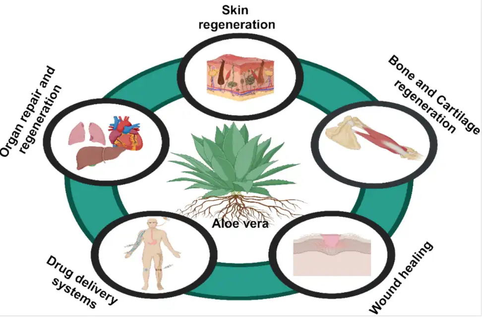 Aloe Vera Freeze Dried Powder work on a Cellular Level Aloe Vera Freeze Dried Powder work on a Cellular Level