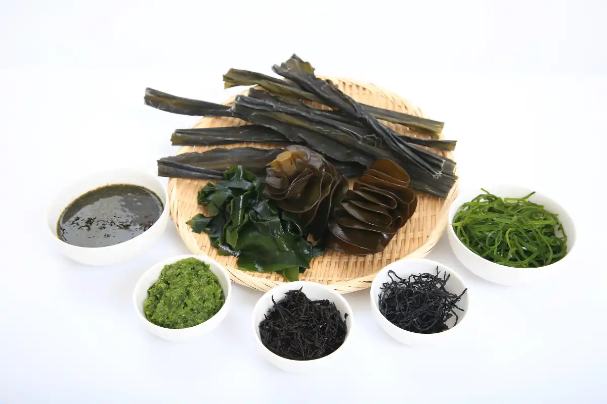 Kelp Extract for Health Kelp Extract for Health