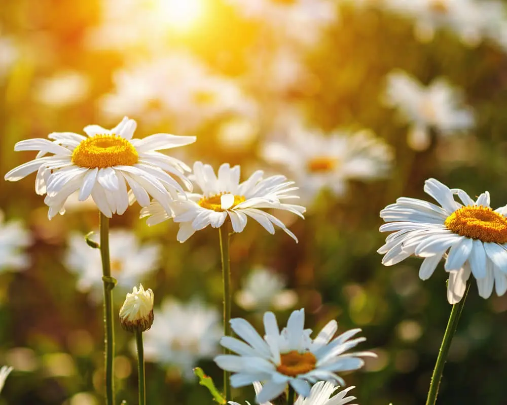 Chamomile extract powder Chamomile extract powder