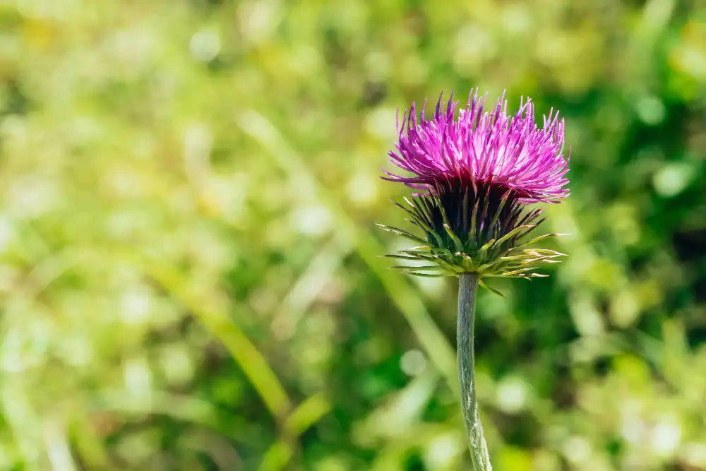 milk-thistle-extract-powder milk-thistle-extract-powder