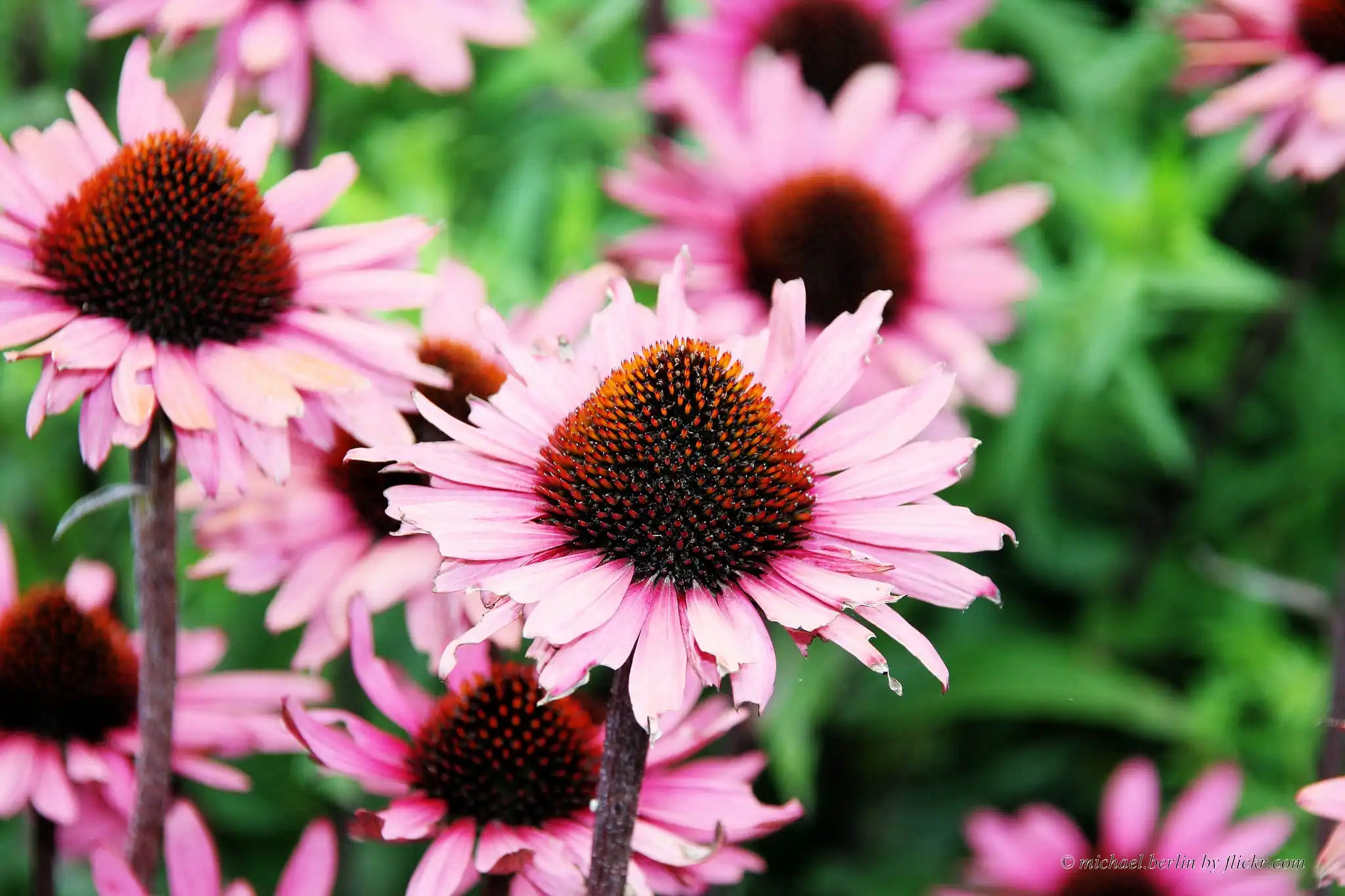 Echinacea purpurea extract powder Echinacea purpurea extract powder