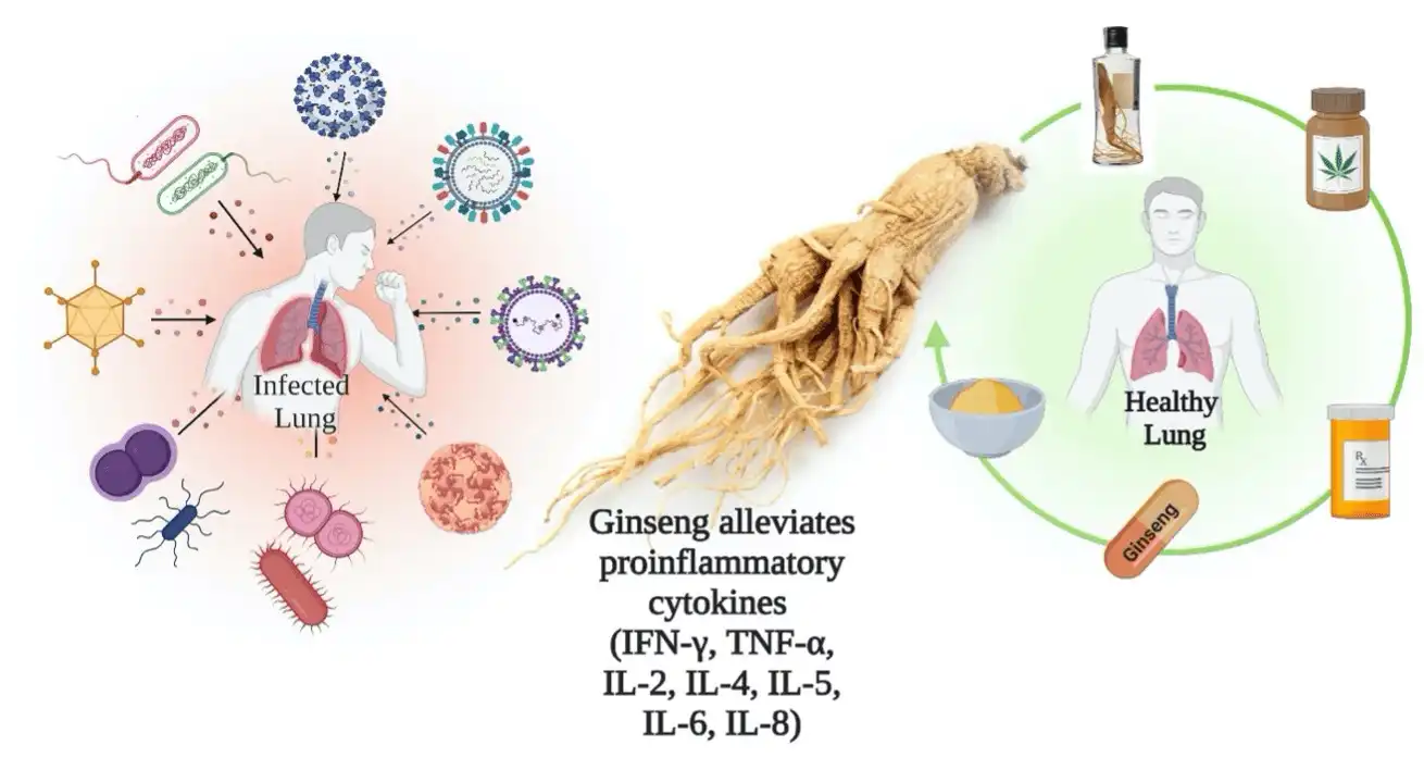 Ginseng benefits Ginseng benefits