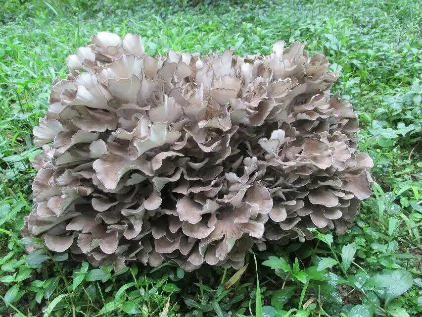 Maitake mushroom extract powder Maitake mushroom extract powder