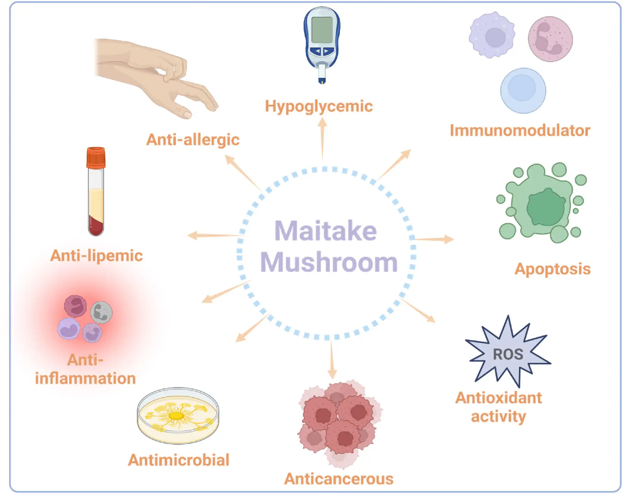 Maitake mushroom benefits Maitake mushroom benefits