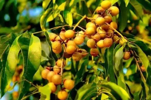 soapnut extract soapnut extract