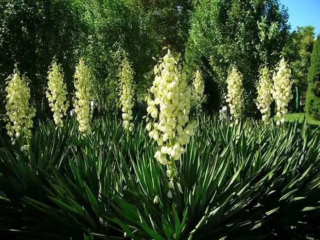 Yucca extract powder Yucca extract powder