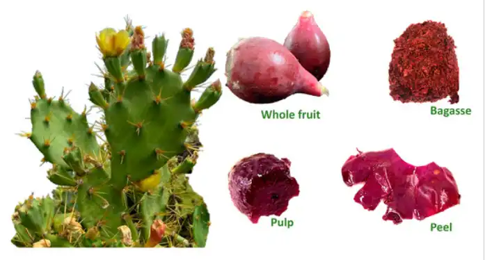 Prickly pear extract Prickly pear extract