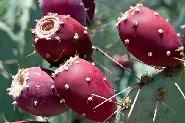 Prickly pear extract Prickly pear extract