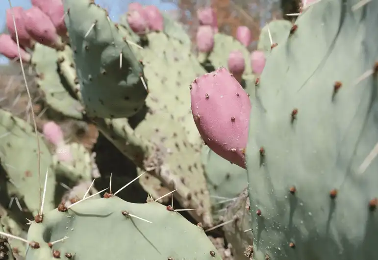 Prickly pear extract Prickly pear extract