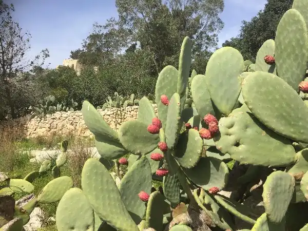 Prickly Pear Prickly Pear
