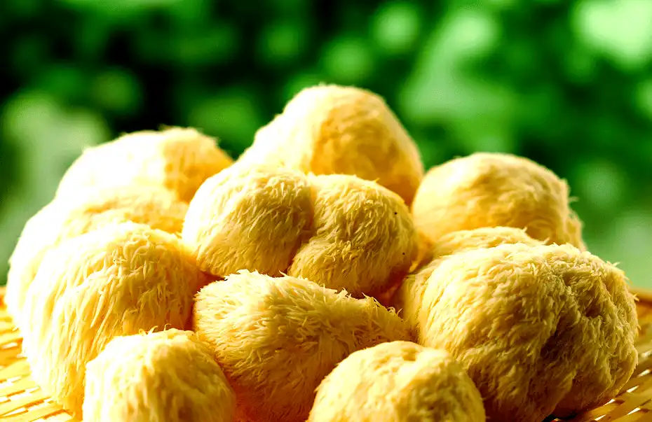 Hericium erinaceus powder Hericium erinaceus powder